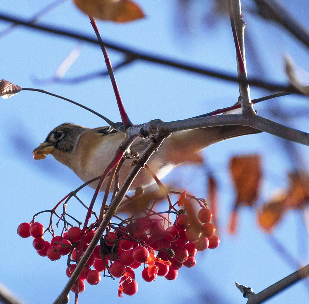 All sorts of things - My, Birds, Predator birds, Songbirds, Ornithology, Observation, Autumn, October, Friday, , Walk, Hobby, Photo hunting, Nature, The nature of Russia, Video, Longpost