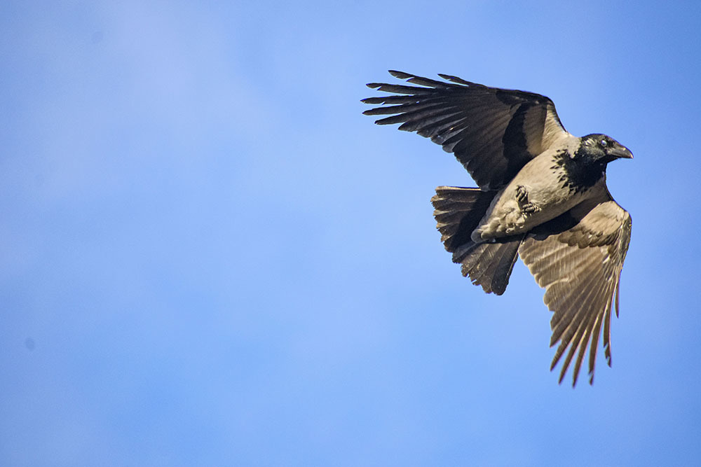 All sorts of things - My, Birds, Predator birds, Songbirds, Ornithology, Observation, Autumn, October, Friday, , Walk, Hobby, Photo hunting, Nature, The nature of Russia, Video, Longpost