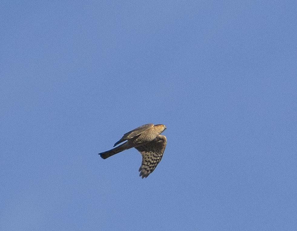 All sorts of things - My, Birds, Predator birds, Songbirds, Ornithology, Observation, Autumn, October, Friday, , Walk, Hobby, Photo hunting, Nature, The nature of Russia, Video, Longpost