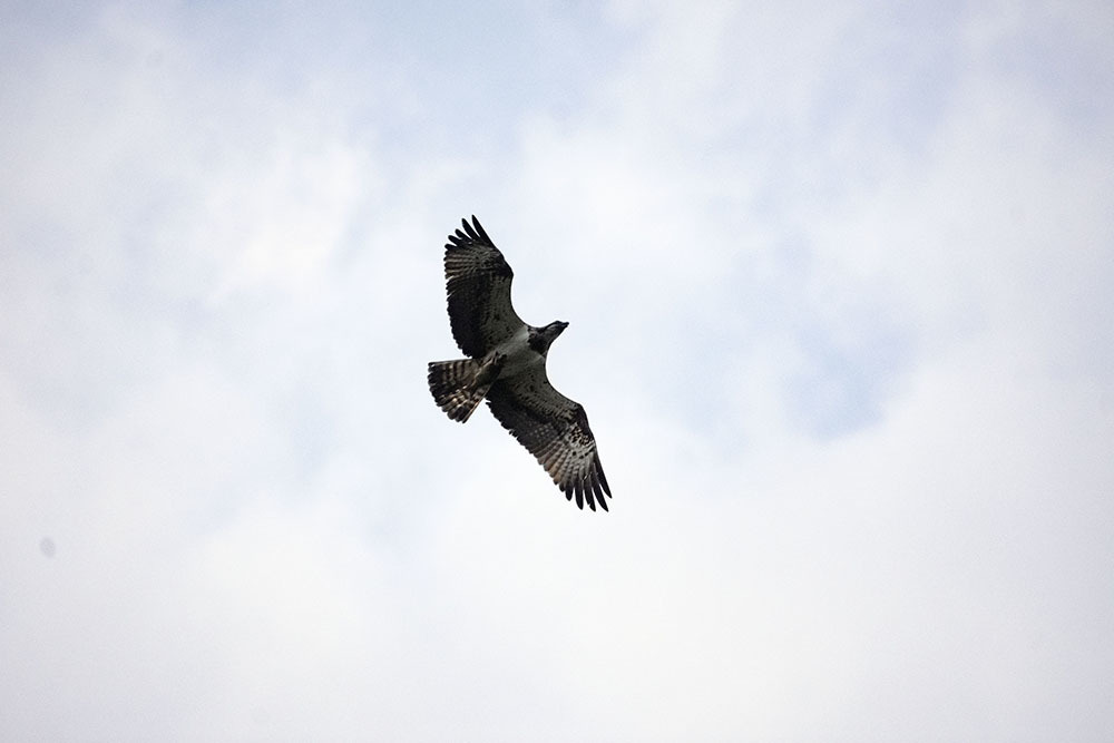 All sorts of things - My, Birds, Predator birds, Songbirds, Ornithology, Observation, Autumn, October, Friday, , Walk, Hobby, Photo hunting, Nature, The nature of Russia, Video, Longpost