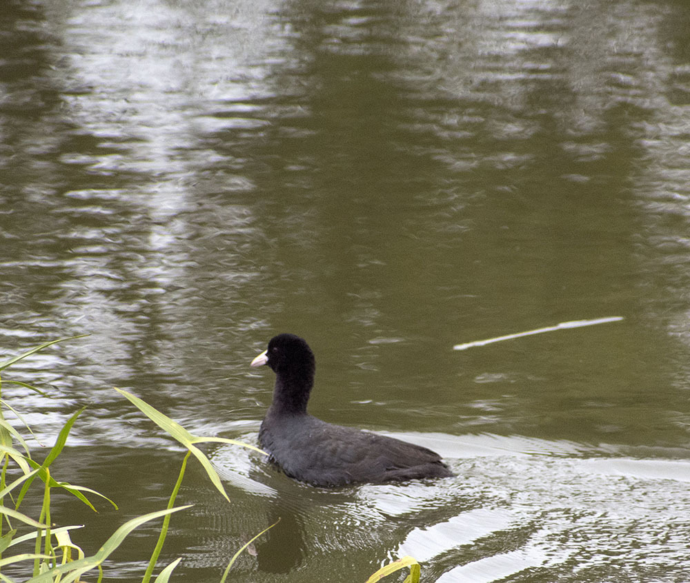 All sorts of things - My, Birds, Predator birds, Songbirds, Ornithology, Observation, Autumn, October, Friday, , Walk, Hobby, Photo hunting, Nature, The nature of Russia, Video, Longpost