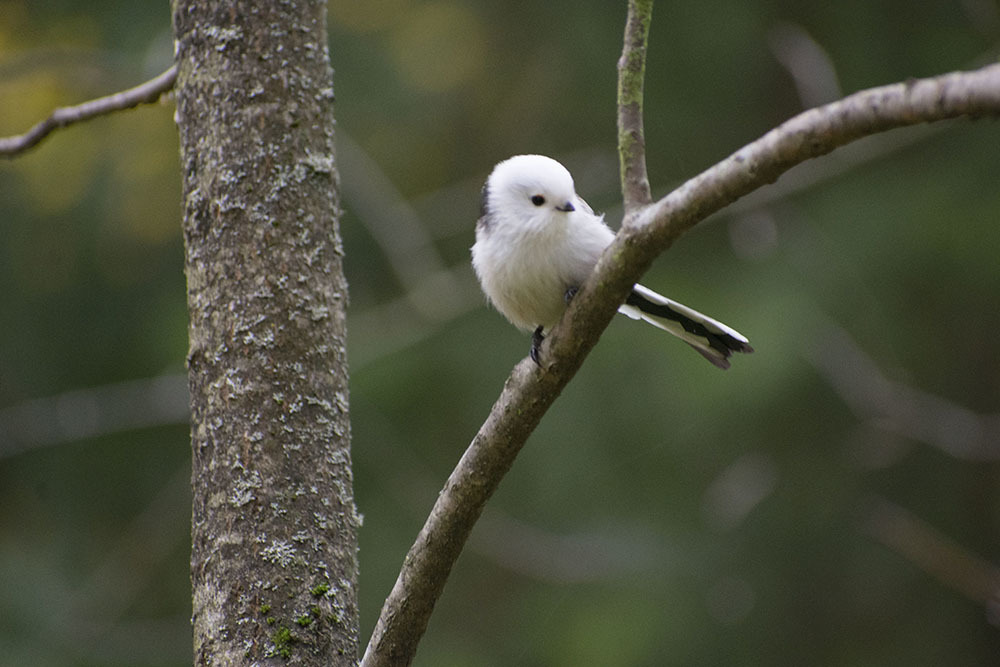 All sorts of things - My, Birds, Predator birds, Songbirds, Ornithology, Observation, Autumn, October, Friday, , Walk, Hobby, Photo hunting, Nature, The nature of Russia, Video, Longpost