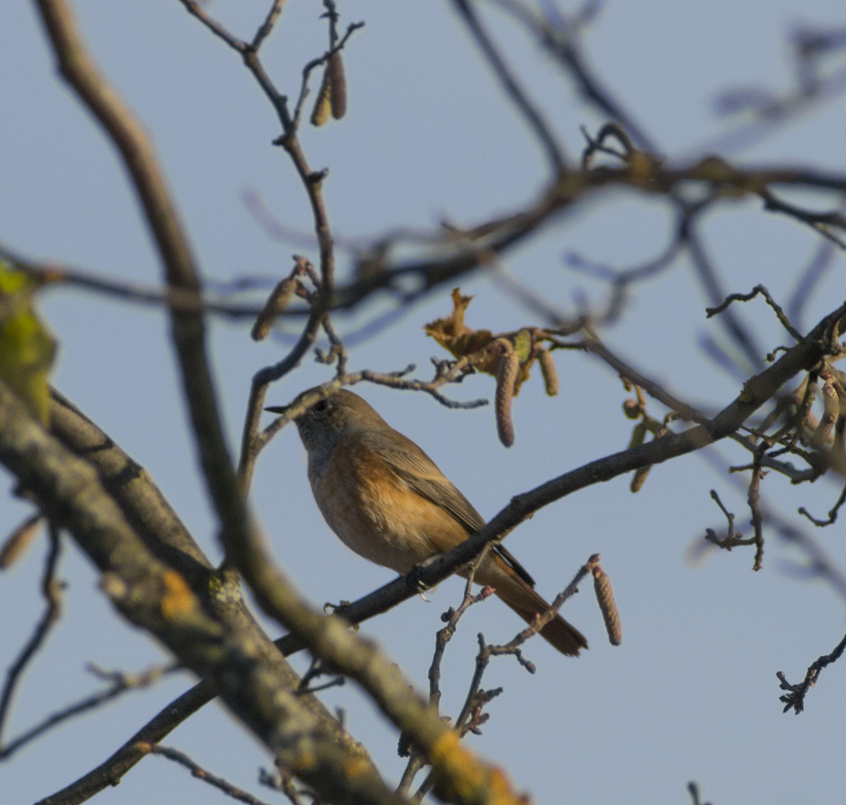 All sorts of things - My, Birds, Predator birds, Songbirds, Ornithology, Observation, Autumn, October, Friday, , Walk, Hobby, Photo hunting, Nature, The nature of Russia, Video, Longpost