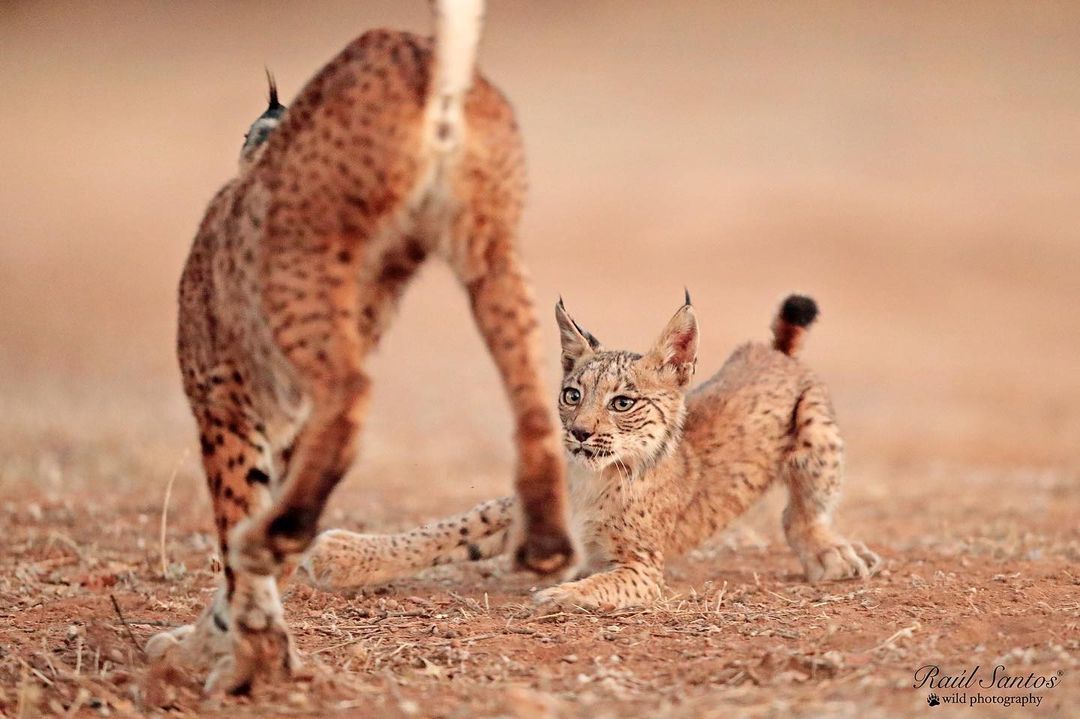 Play is learning - Lynx, Pyrenean lynx, Small cats, Cat family, Predatory animals, Wild animals, wildlife, Spain, , The photo, Games, Young, Animal games