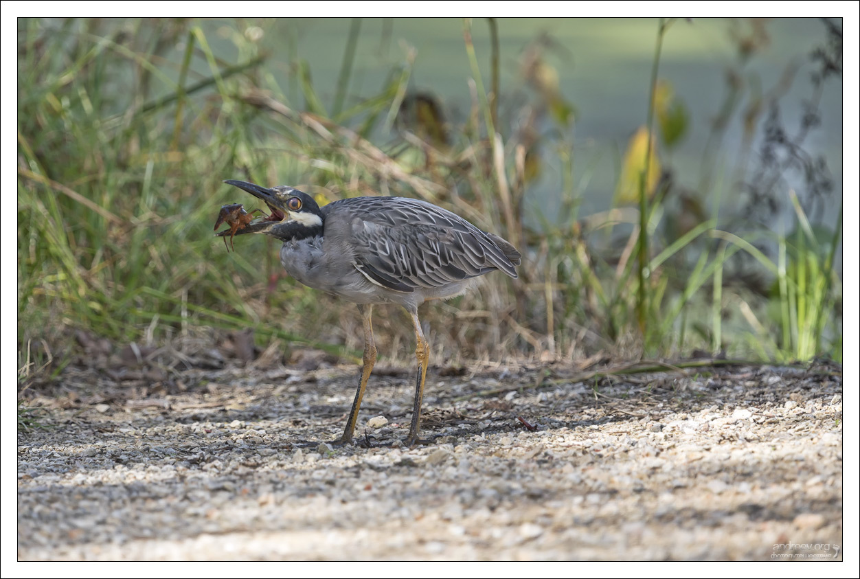 Herons prey on crayfish - My, Birds, Waterfowl, Texas, USA, Kwakwa, Crayfish, Longpost