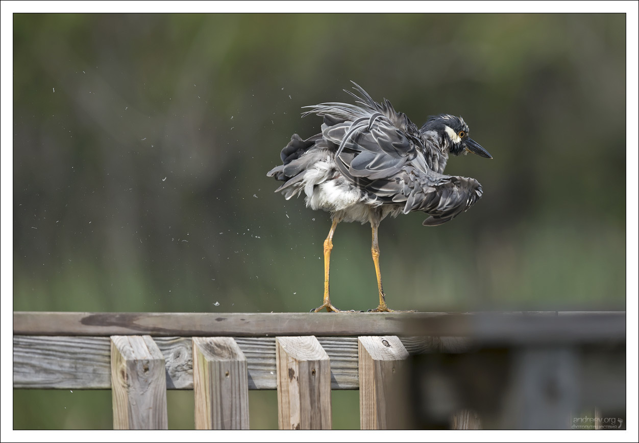 Herons prey on crayfish - My, Birds, Waterfowl, Texas, USA, Kwakwa, Crayfish, Longpost