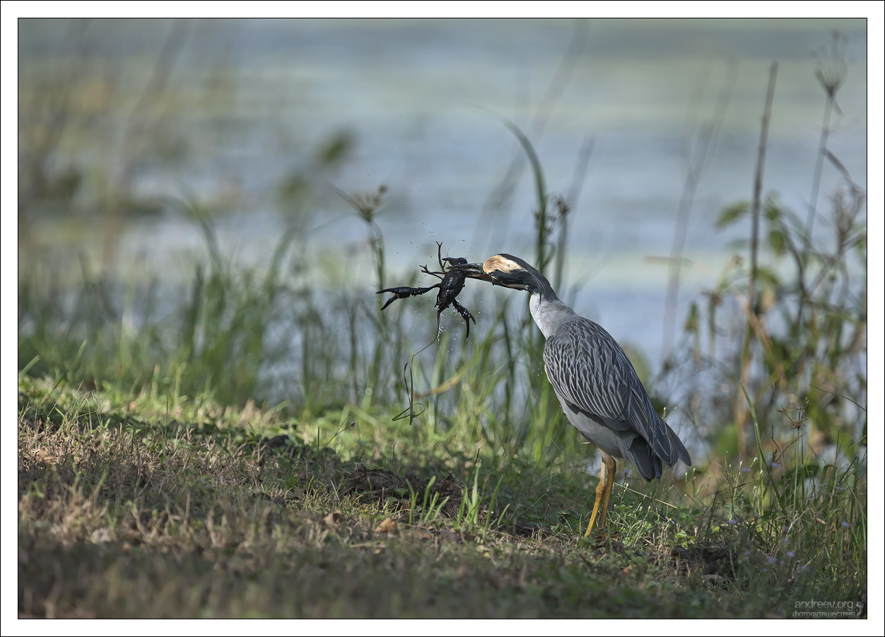 Herons prey on crayfish - My, Birds, Waterfowl, Texas, USA, Kwakwa, Crayfish, Longpost