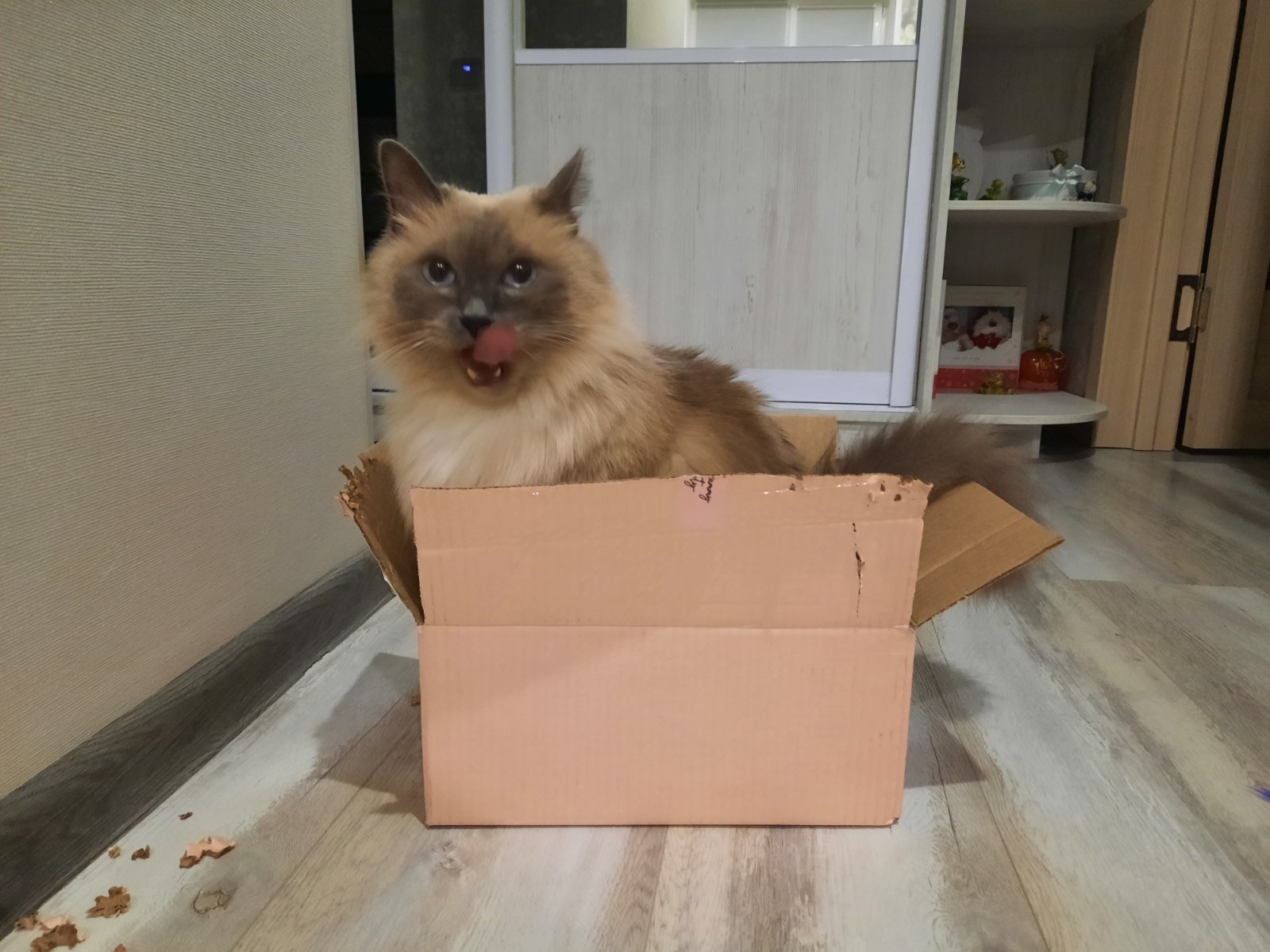 a parcel for you - My, Benjamin, cat, Box