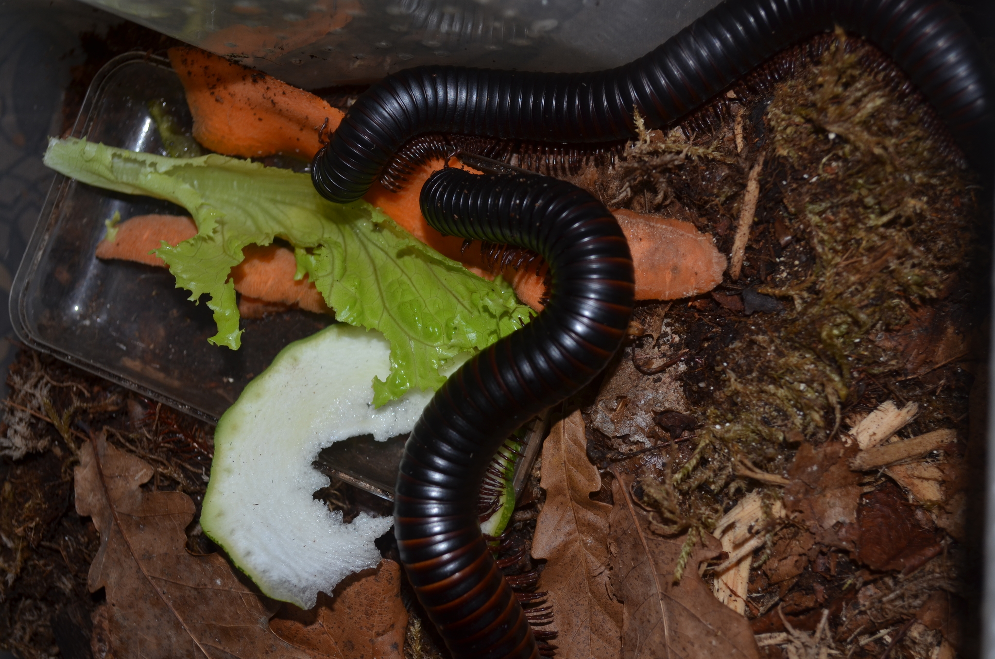 Everyone loves cats, but centipedes are just as good. - My, Kivsyak, Arthropods, Longpost