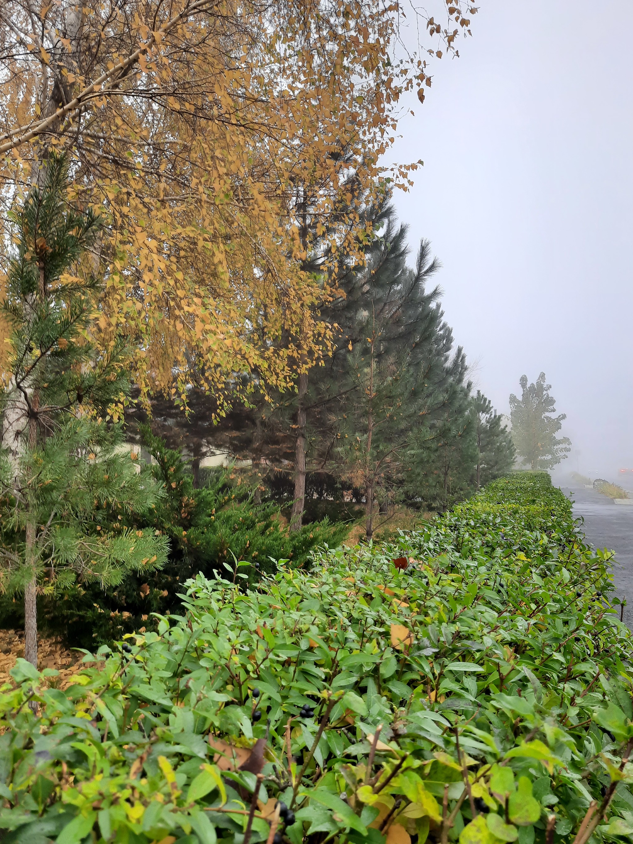 Foggy autumn in Rostov - My, Autumn, Mood, Fog, Mobile photography, Nature, Rostov-on-Don, Longpost