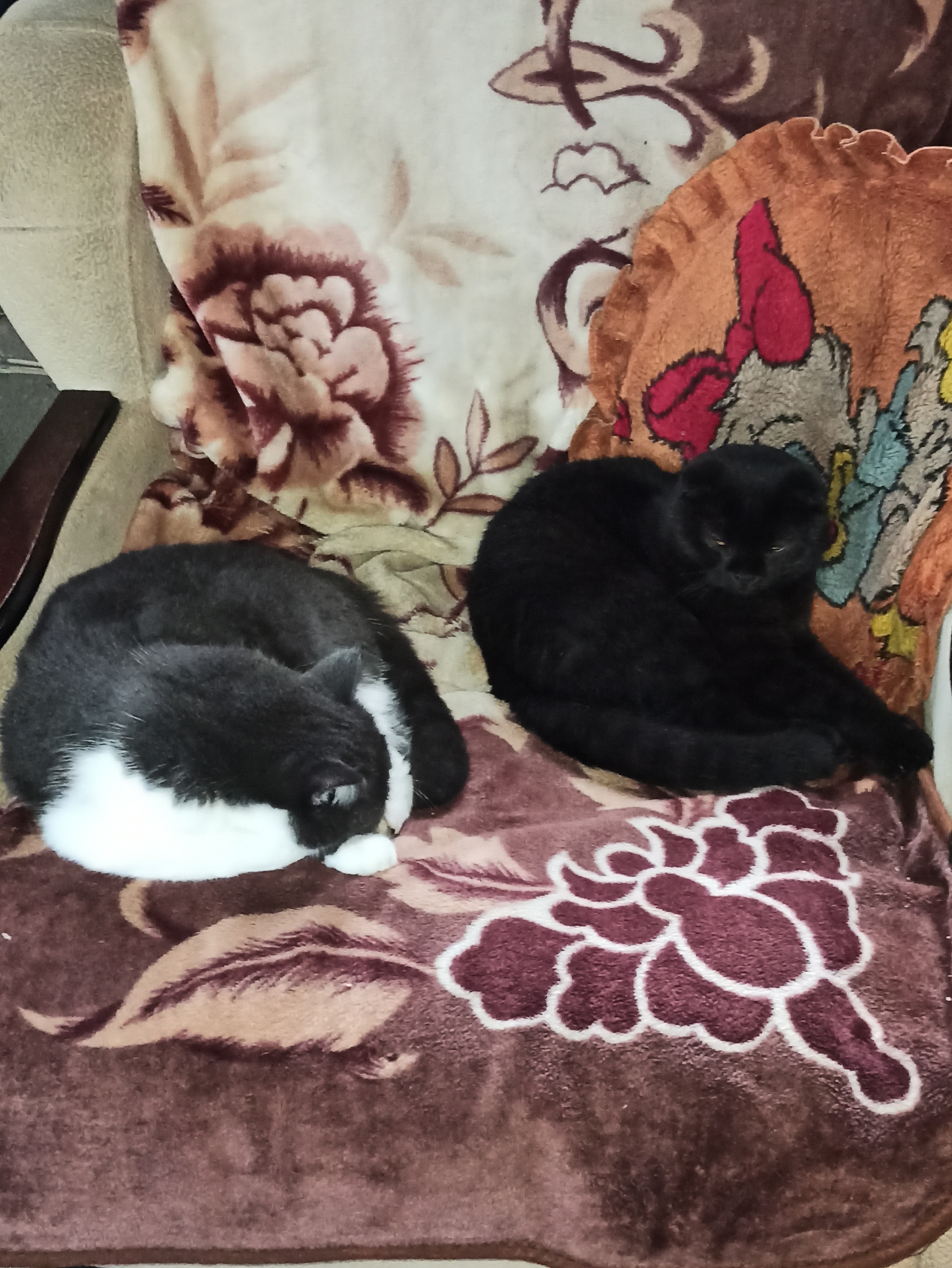 Enmity is enmity, but you need to sleep - My, Milota, cat, Black cat