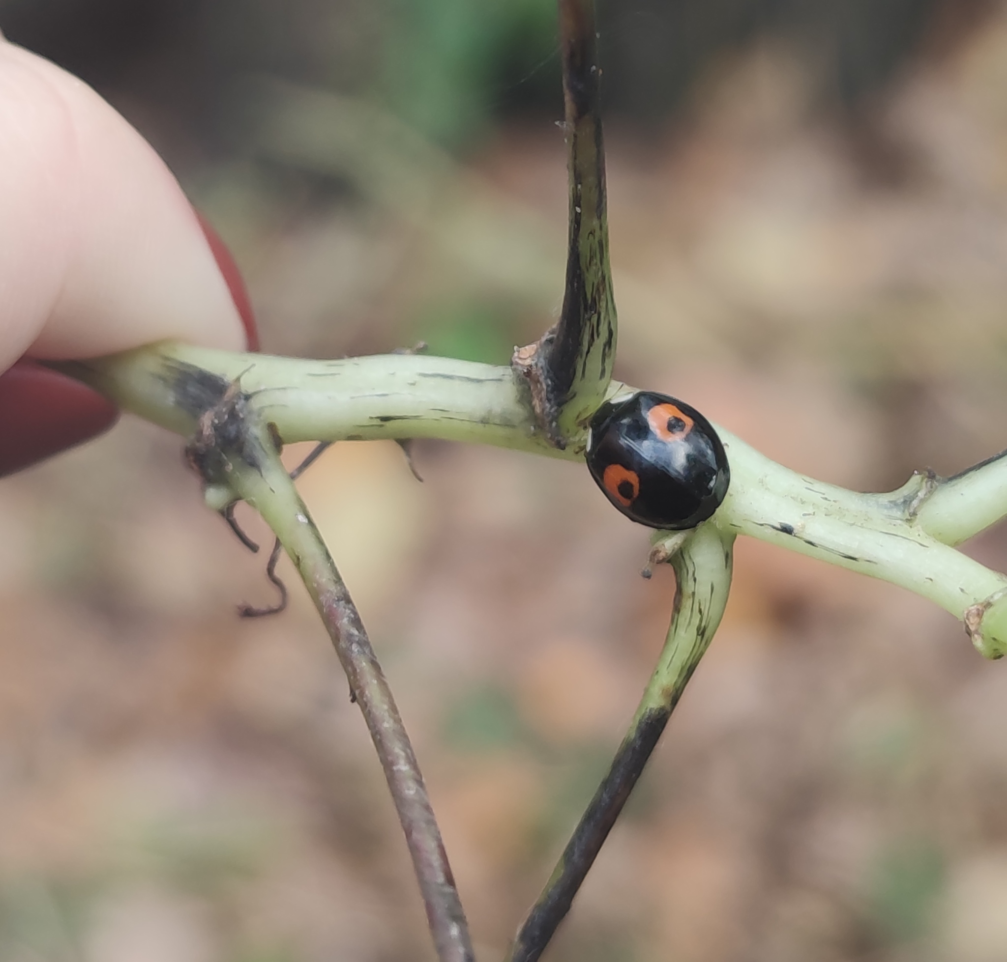 ladybug - My, ladybug, Bug, Bugs