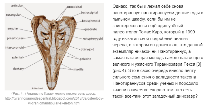 Он вам не нанотираннус! Не стоит обижать маленьких - Моё, Тираннозавр, Тиран, Динозавры, Палеонтология, Пресмыкающиеся, Диапсиды, Вымершие виды, Легенда о динозавре, , Животные, Парк Юрского Периода, Рекс, Король, Интересное, Познавательно, Ученые, Мифы, Мел, Меловой период, Вымерли, Прошлое, Длиннопост