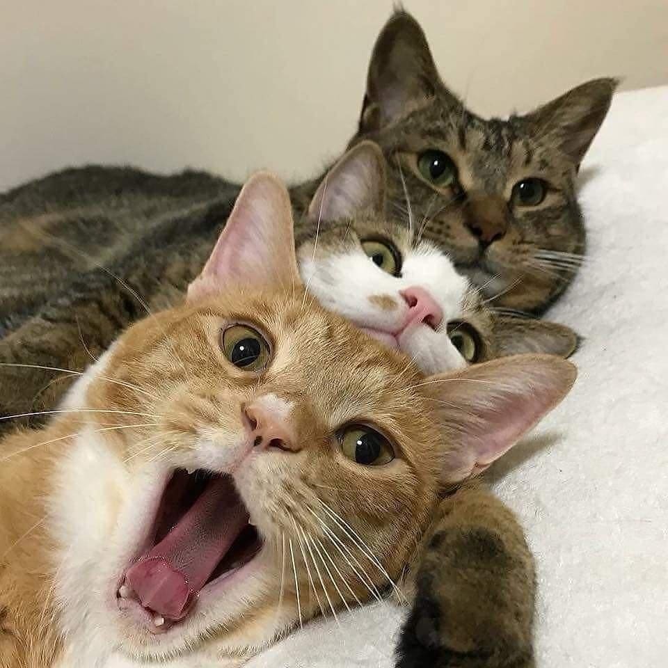 Three cats - cat, Friends, Longpost, Repeat