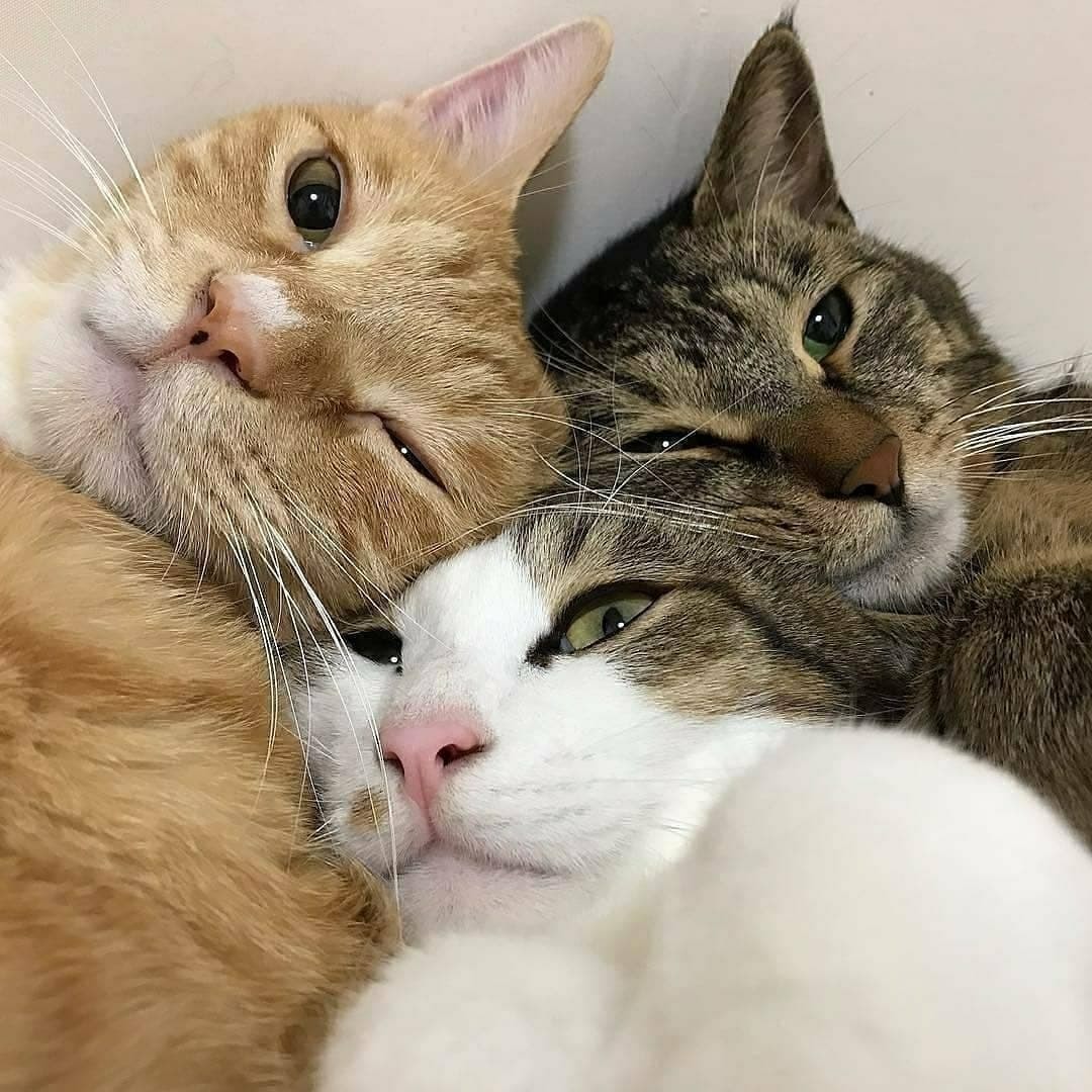 Three cats - cat, Friends, Longpost, Repeat