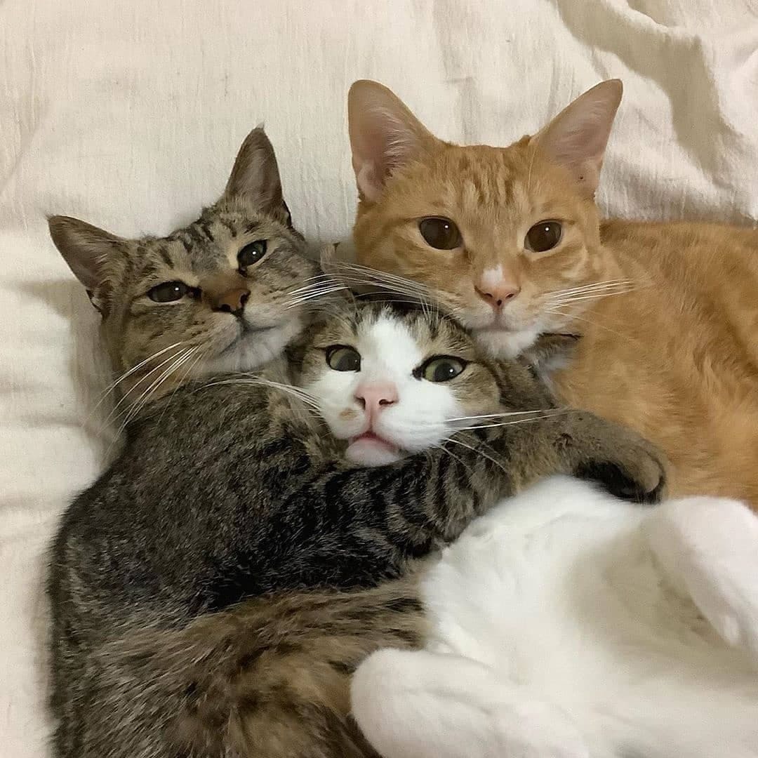 Three cats - cat, Friends, Longpost, Repeat