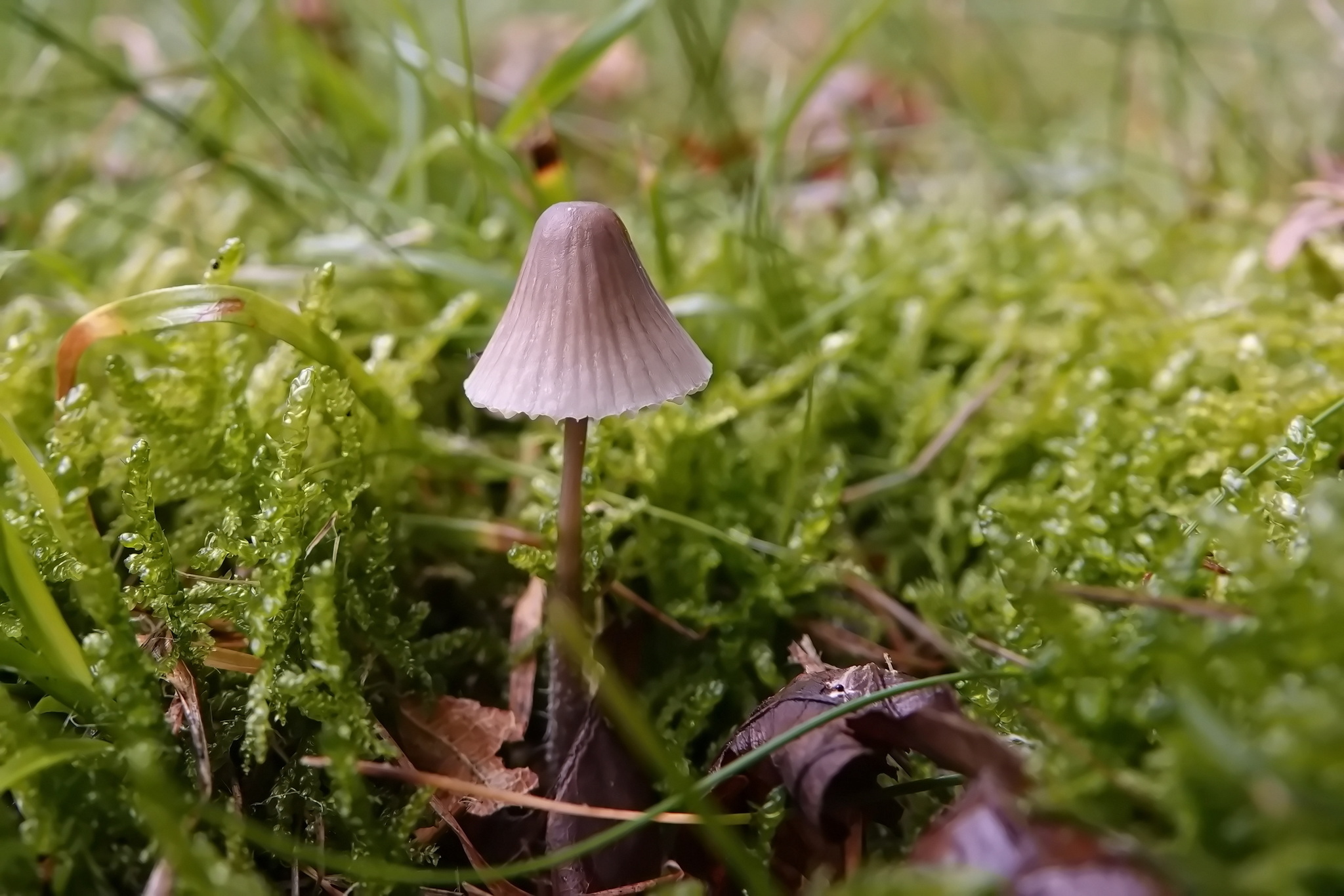 Autumn is the time of mushrooms - My, Mushrooms, Nature, Longpost