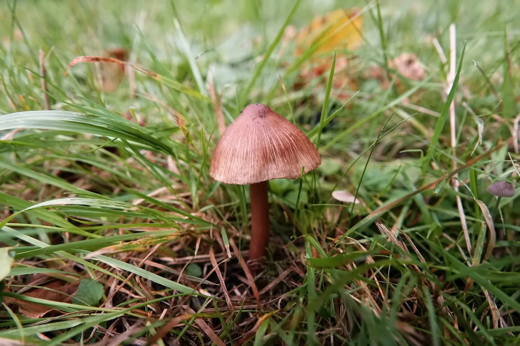 Autumn is the time of mushrooms - My, Mushrooms, Nature, Longpost