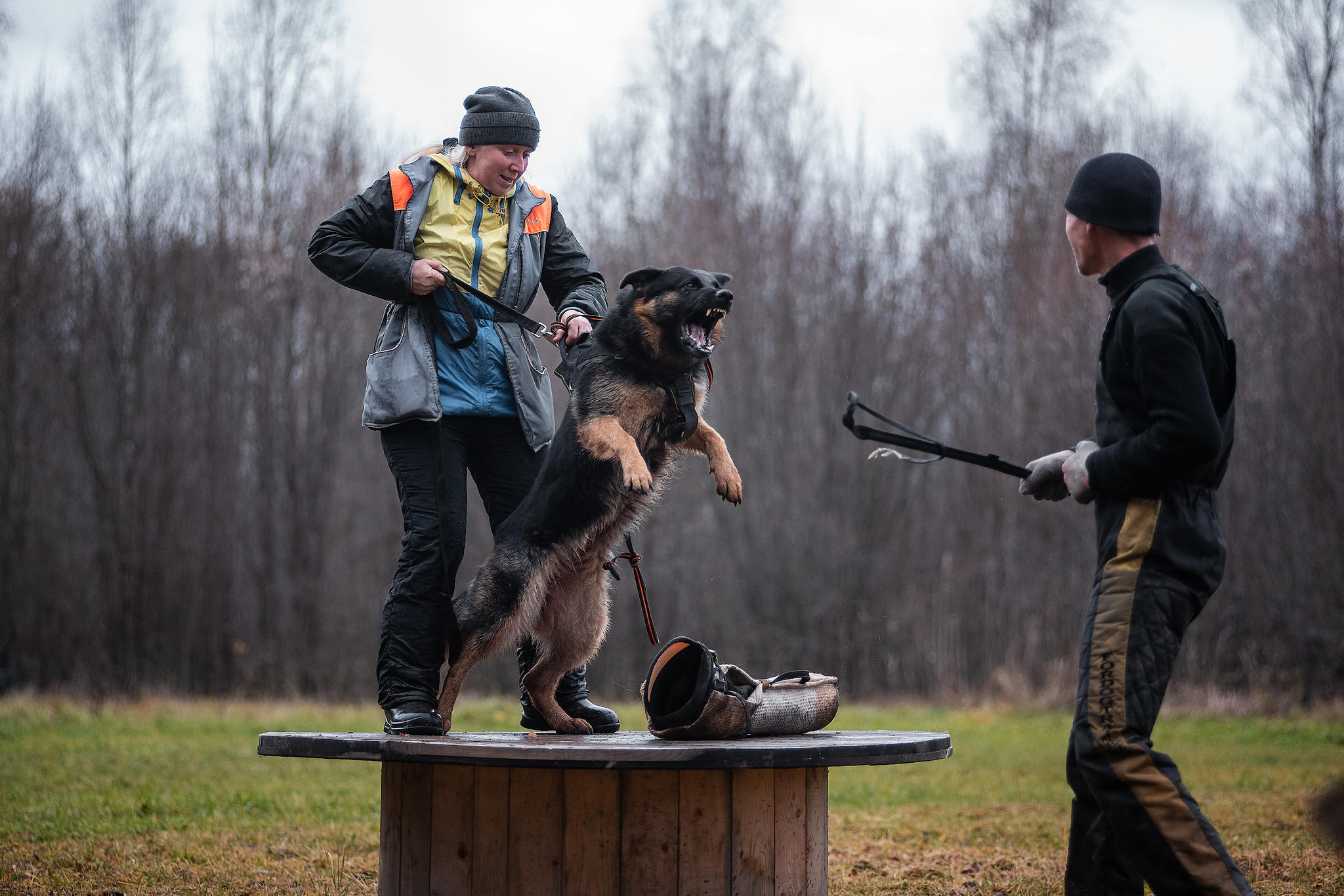 Protection training - My, ZKS, Dog, Uglich, Autumn, The photo, Longpost