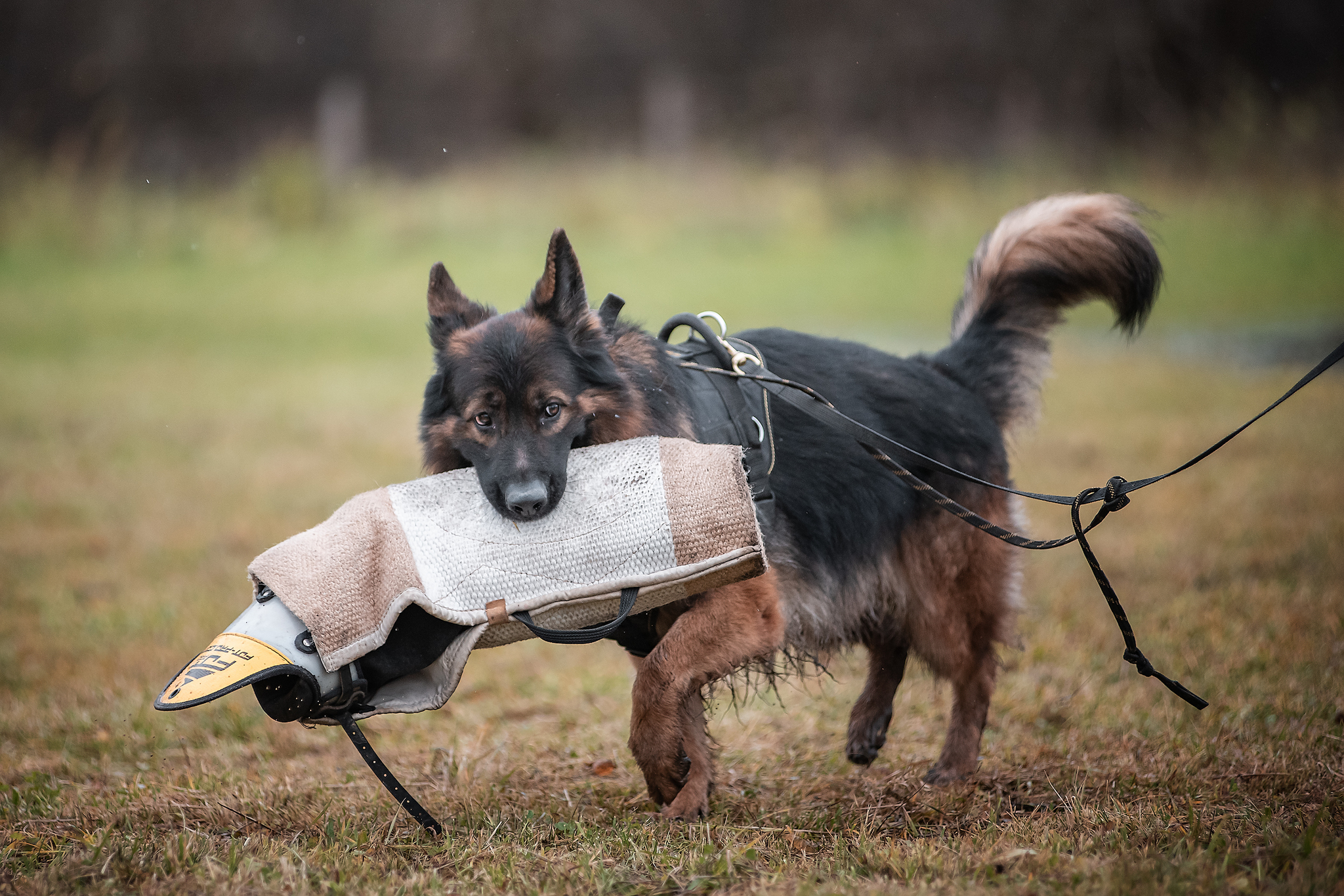 Protection training - My, ZKS, Dog, Uglich, Autumn, The photo, Longpost