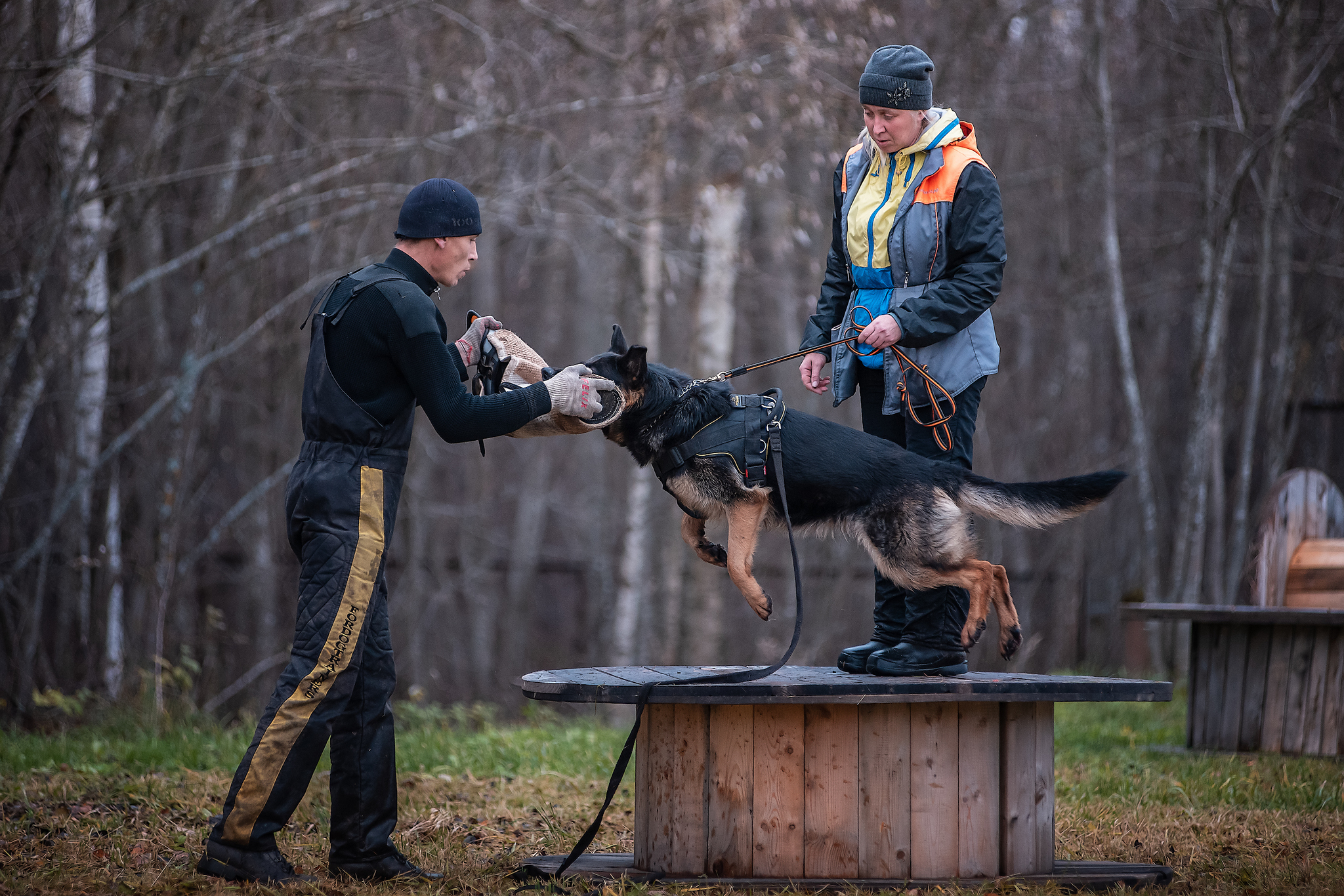 Protection training - My, ZKS, Dog, Uglich, Autumn, The photo, Longpost