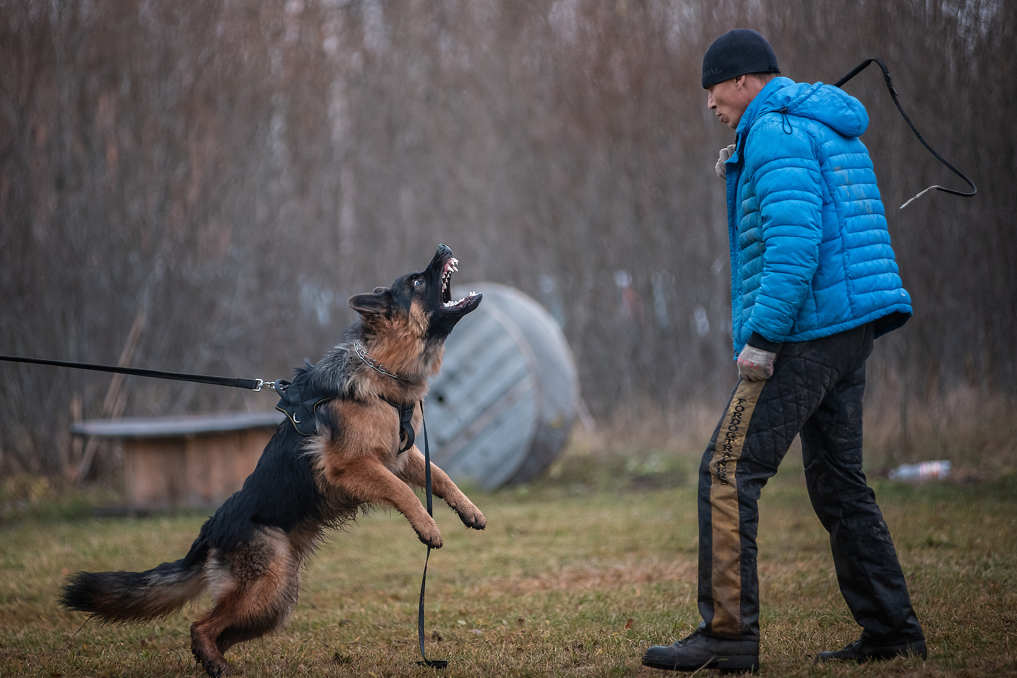 Protection training - My, ZKS, Dog, Uglich, Autumn, The photo, Longpost