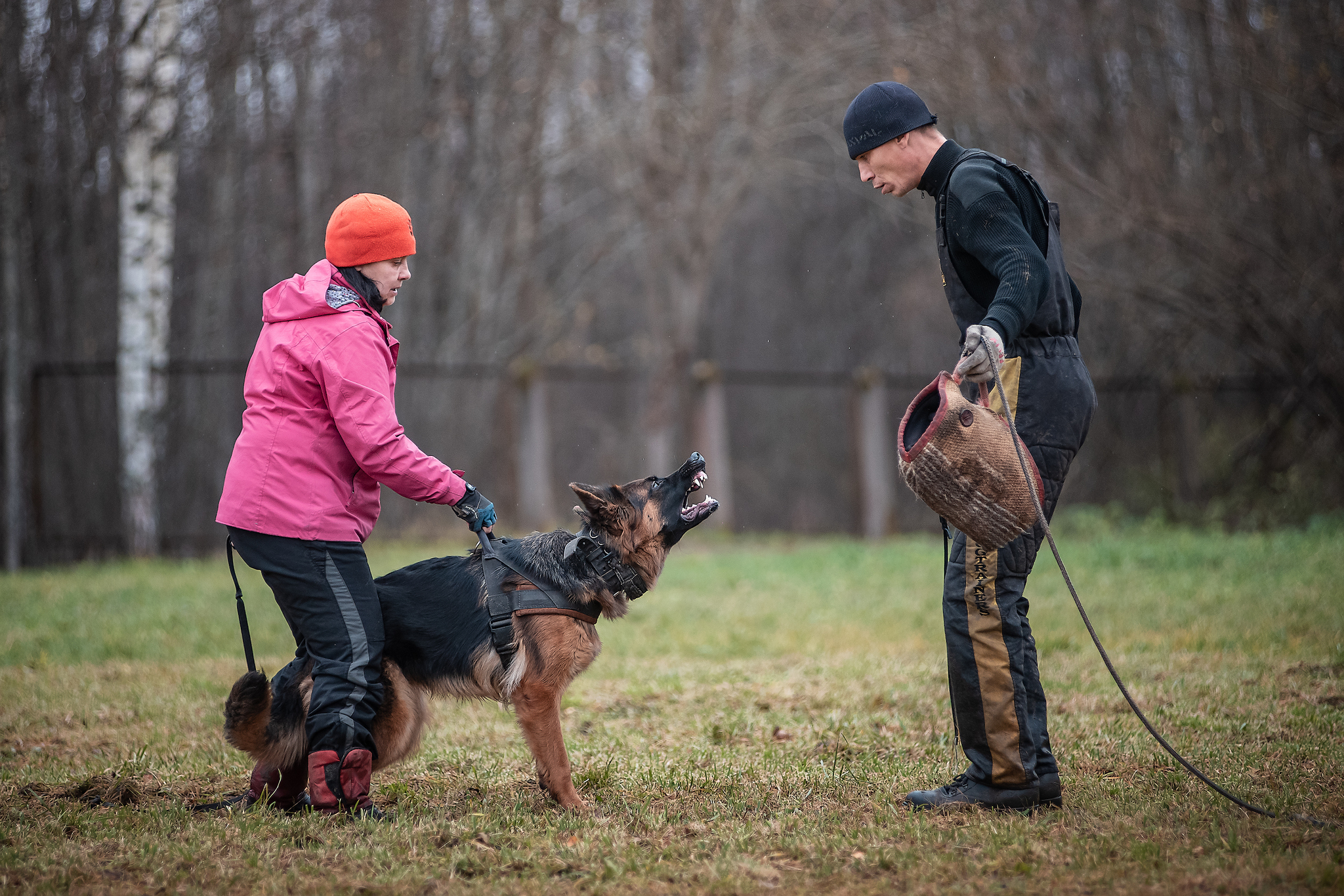 Protection training - My, ZKS, Dog, Uglich, Autumn, The photo, Longpost