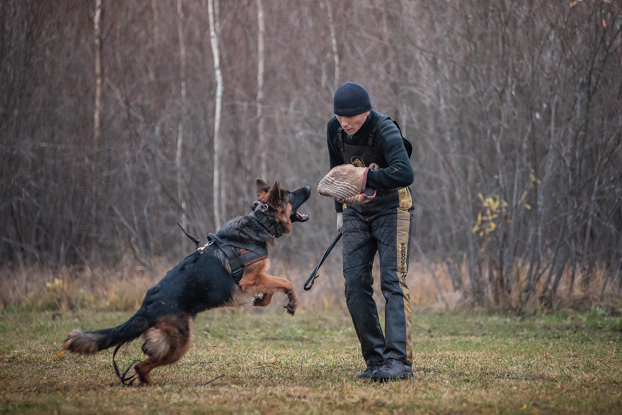 Protection training - My, ZKS, Dog, Uglich, Autumn, The photo, Longpost