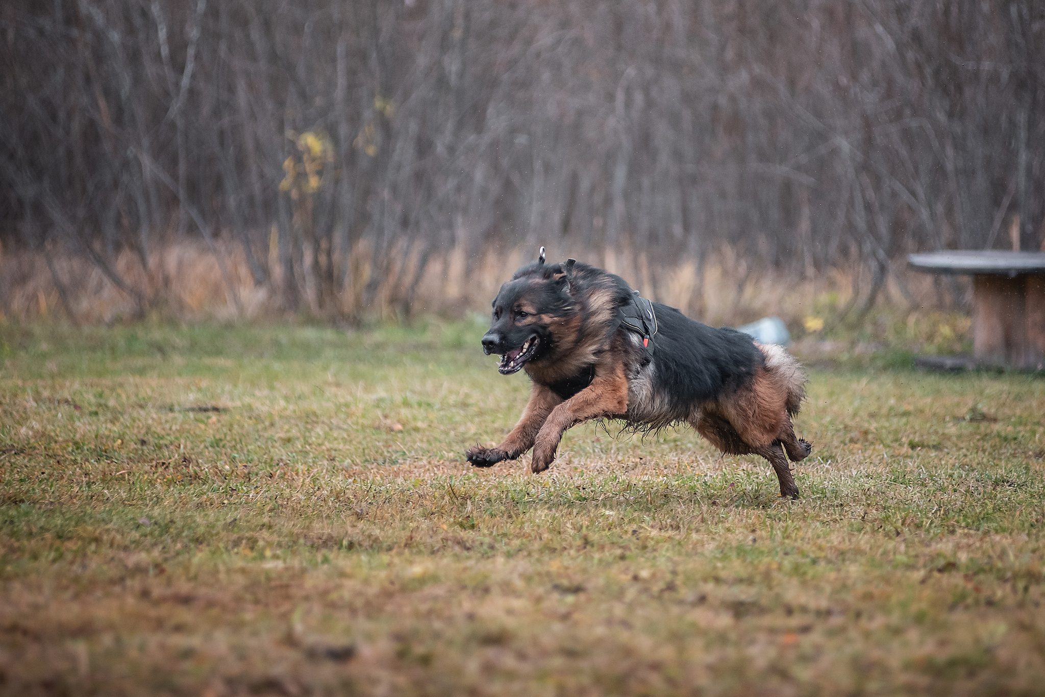 Protection training - My, ZKS, Dog, Uglich, Autumn, The photo, Longpost