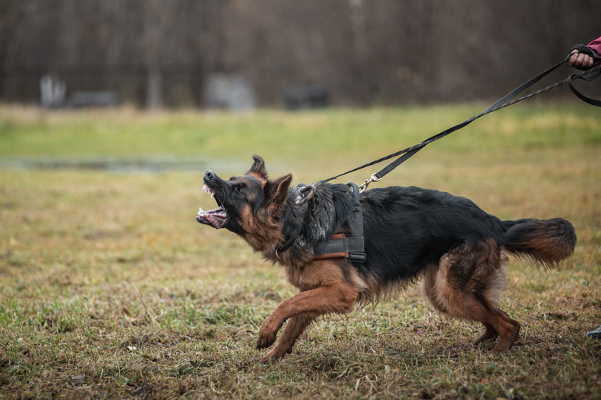 Protection training - My, ZKS, Dog, Uglich, Autumn, The photo, Longpost