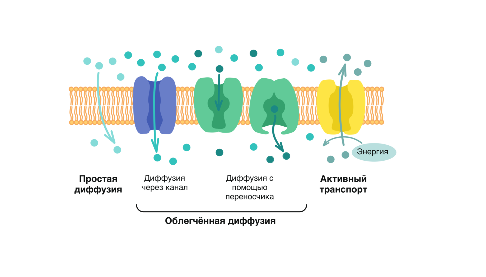 Облегченный перенос. Мембранный транспорт пассивный активный облегченный. Механизмы транспорта веществ через клеточную мембрану. Пассивный транспорт веществ простая и облегченная диффузия. Транспорт веществ через мембрану облегченная диффузия.
