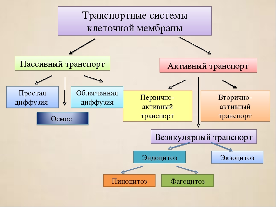 Каким номером на рисунке обозначена структура отвечающая за транспорт веществ