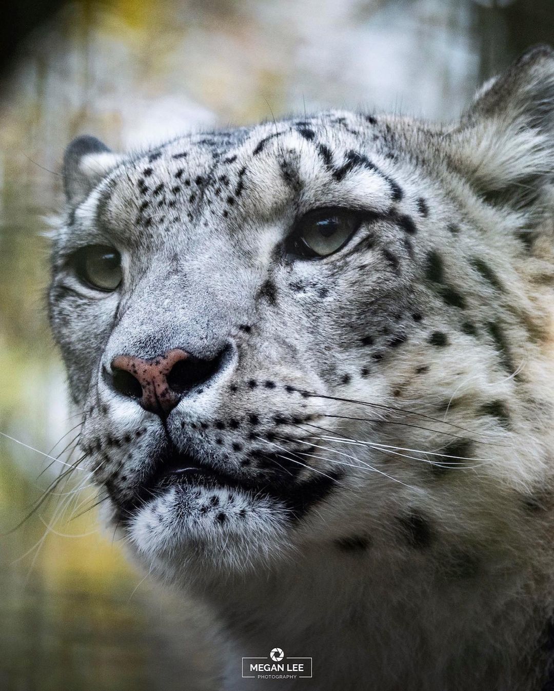 Do not wake up a wild animal in Barsik) - Snow Leopard, Big cats, Cat family, Wild animals, Predatory animals, Zoo, Great Britain, Fluffy, , Milota, Smile, The photo, Rare view, Red Book, Longpost