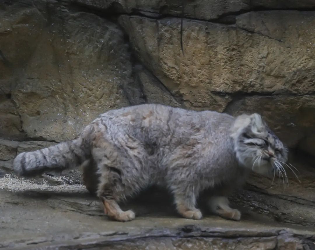 Look how cute, fluffy and kind I am from all sides. - Pallas' cat, Small cats, Cat family, Fluffy, Milota, Pet the cat, Predatory animals, Wild animals, , Yokohama, Japan, Safari Park, Longpost