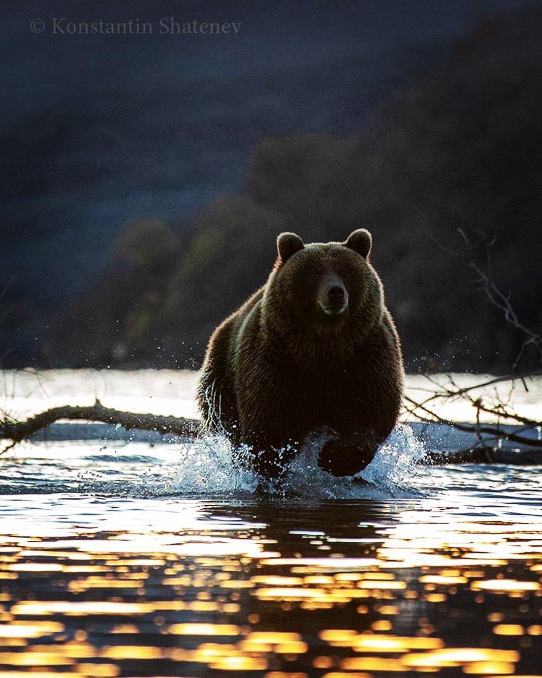 Dawn on the lake - The photo, Animals, wildlife, The Bears, Kamchatka, Kuril lake