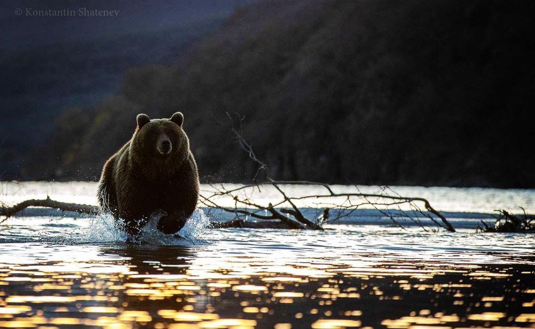 Dawn on the lake - The photo, Animals, wildlife, The Bears, Kamchatka, Kuril lake