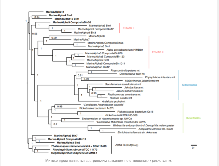 Were the ancestors of mitochondria parasites? - My, Mitochondria, Molecular biology, Bacteria, Story, , Parasites, Microscope, Microbiology, , Bioinformatics, Nature, Informative, Interesting, Science and life, Nauchpop, Scientists, Research, Popular, Story, Microworld, Microbes, Longpost