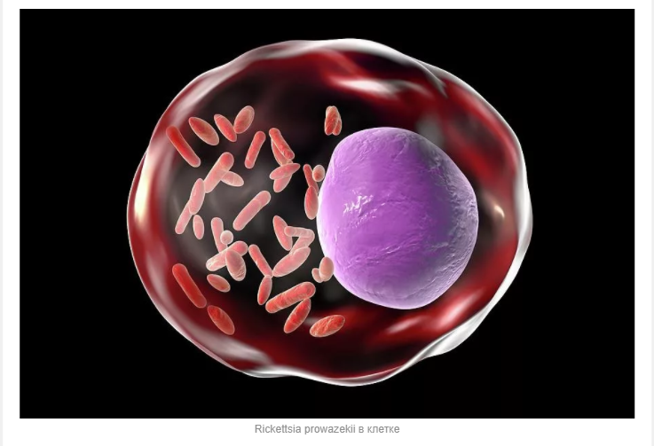 Were the ancestors of mitochondria parasites? - My, Mitochondria, Molecular biology, Bacteria, Story, , Parasites, Microscope, Microbiology, , Bioinformatics, Nature, Informative, Interesting, Science and life, Nauchpop, Scientists, Research, Popular, Story, Microworld, Microbes, Longpost