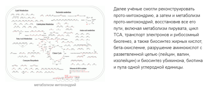 Предки митохондрий были паразитами? - Моё, Митохондрии, Молекулярная биология, Бактерии, История, История зарождения, Паразиты, Микроскоп, Микробиология, , Биоинформатика, Природа, Познавательно, Интересное, Наука и жизнь, Научпоп, Ученые, Исследования, Популярное, Рассказ, Микромир, Микробы, Длиннопост