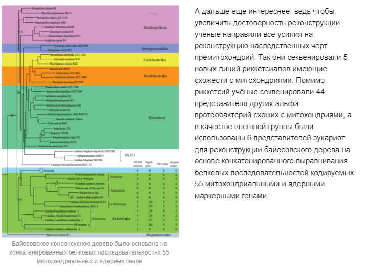 Were the ancestors of mitochondria parasites? - My, Mitochondria, Molecular biology, Bacteria, Story, , Parasites, Microscope, Microbiology, , Bioinformatics, Nature, Informative, Interesting, Science and life, Nauchpop, Scientists, Research, Popular, Story, Microworld, Microbes, Longpost