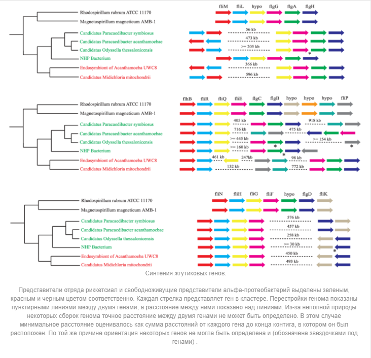 Were the ancestors of mitochondria parasites? - My, Mitochondria, Molecular biology, Bacteria, Story, , Parasites, Microscope, Microbiology, , Bioinformatics, Nature, Informative, Interesting, Science and life, Nauchpop, Scientists, Research, Popular, Story, Microworld, Microbes, Longpost