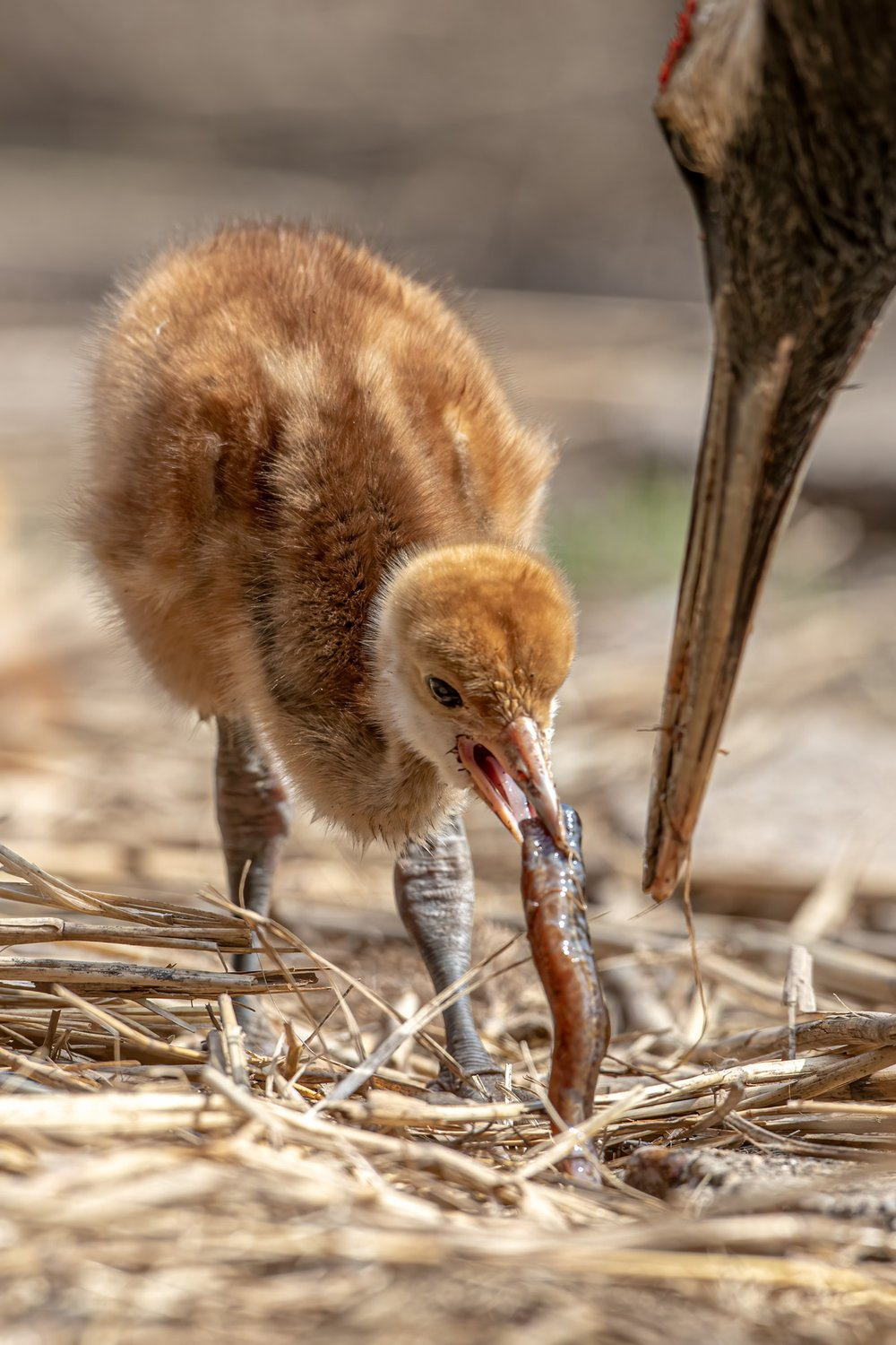 A female Japanese crane feeds a chick with fish - Japanese Crane, Chick, Feeding, A fish, Cranes, Birds, Wild animals, The national geographic, The photo, Milota, Rare view, Red Book, beauty of nature, Longpost