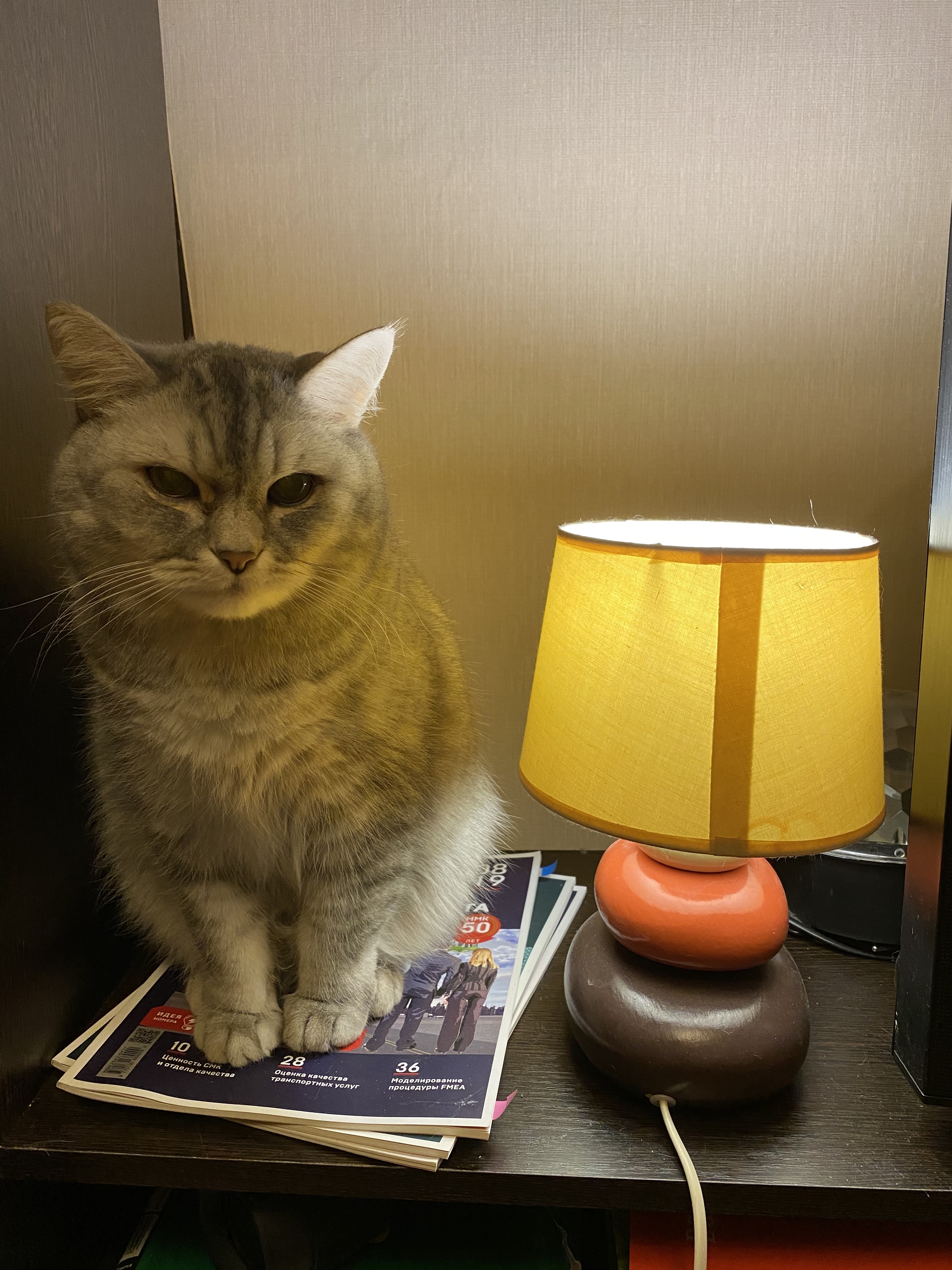 Cat and lamp - My, cat, Лампа