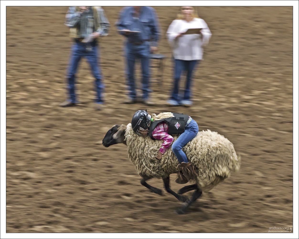 Техас: Sheep happens, или о своем, овечном - Моё, Техас, США, Родео, Дети, Спорт, Длиннопост