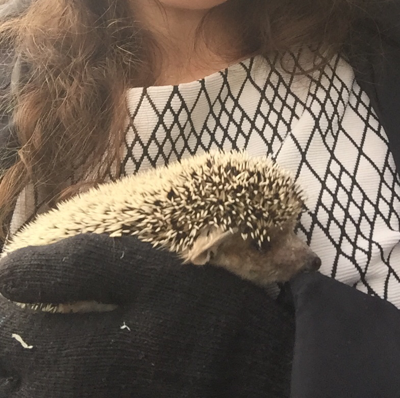 Veterinarian for hedgehogs in Samara - My, Pets, Vet clinic, Vet, Samara