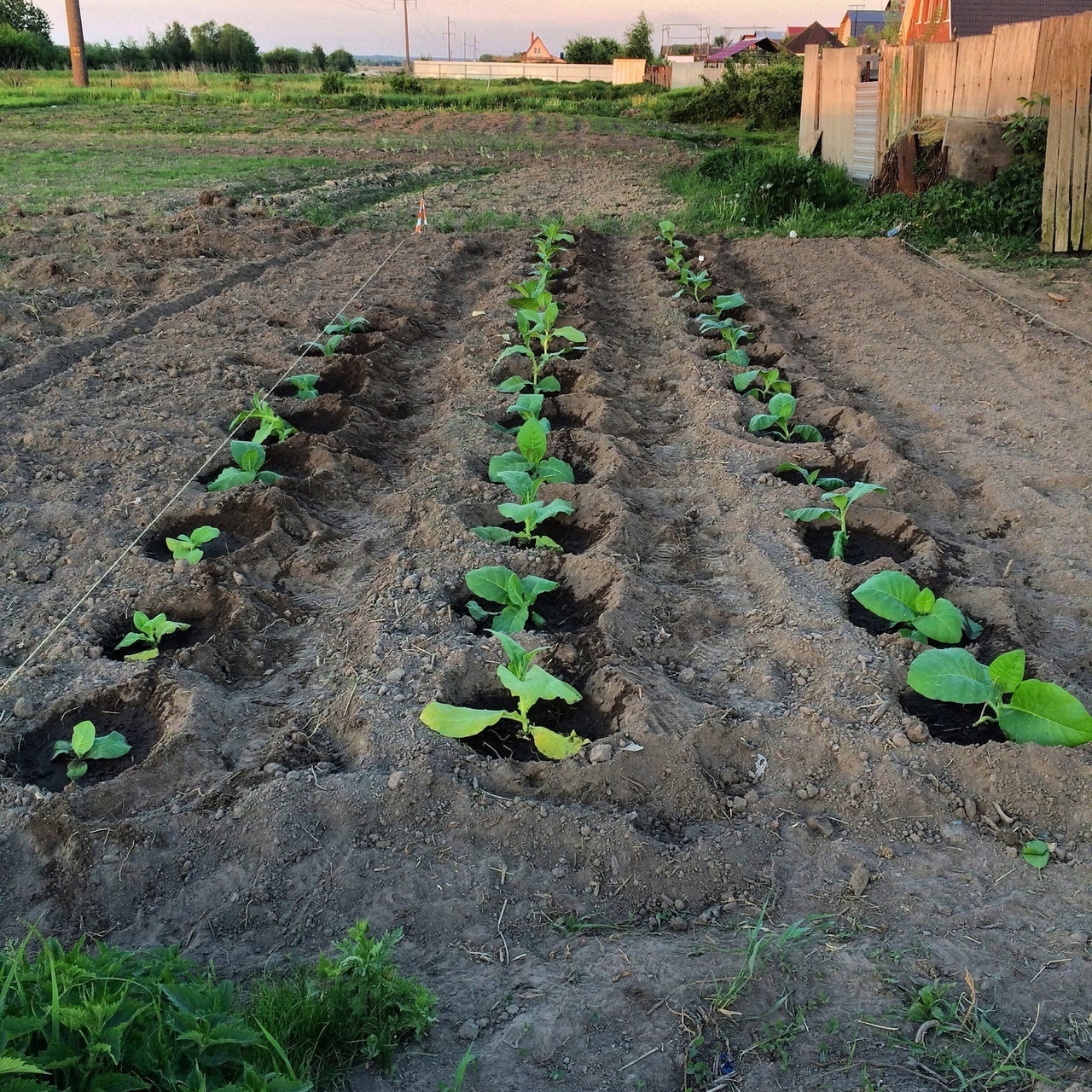 Taki grew tobacco - My, Tobacco, Smoke, Samosad, Garden, Growing, Experiment, Mat, Longpost