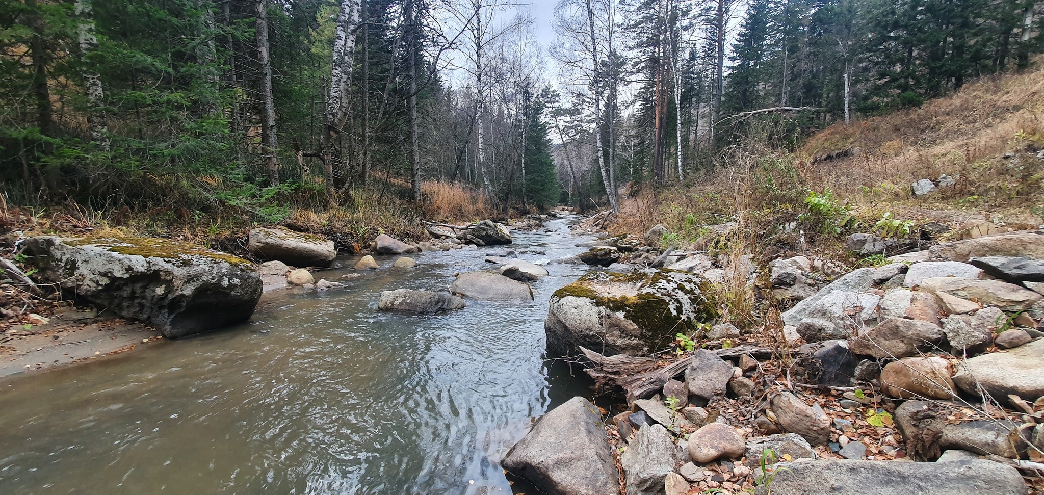 Belokurikha River 10/25/2021 - My, Mobile photography, Longpost, Travels, Nature, River, Forest, Altai region