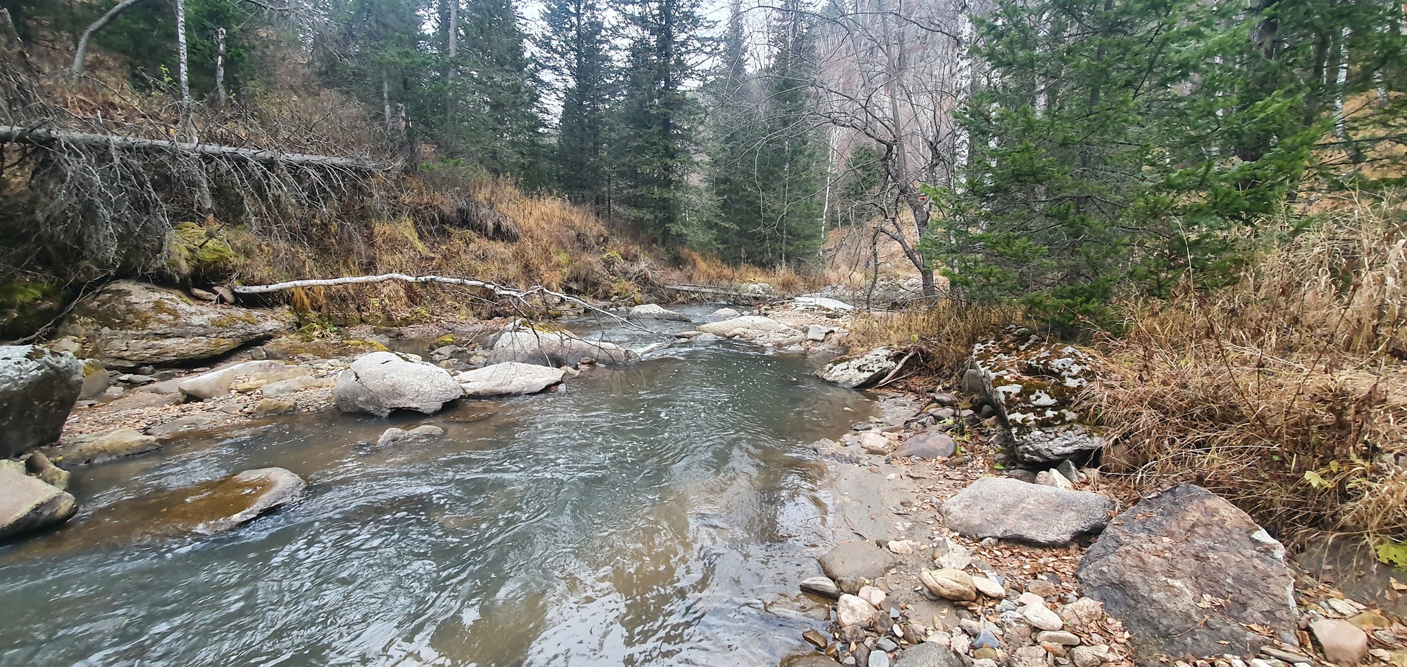 Belokurikha River 10/25/2021 - My, Mobile photography, Longpost, Travels, Nature, River, Forest, Altai region