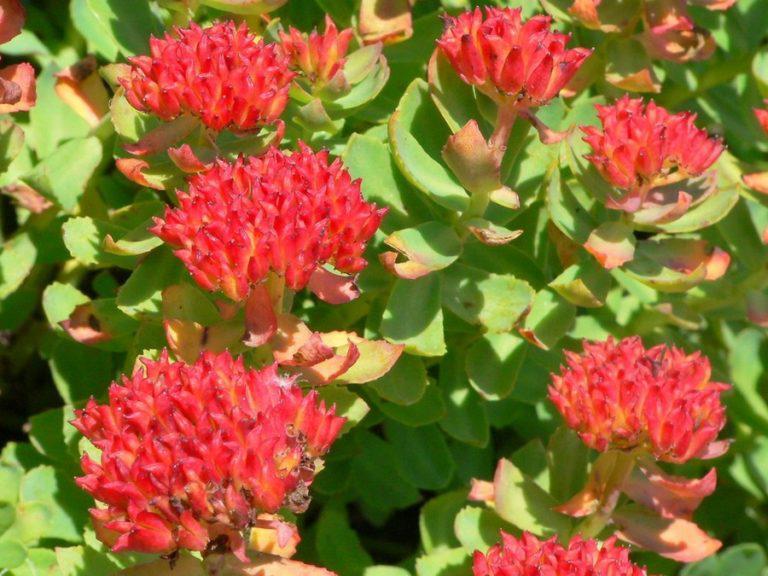 What to take to increase stamina: Rhodiola rosea - My, Nootropics, Stress, Mood, Fatigue, Longpost, Rhodiola rosea, 