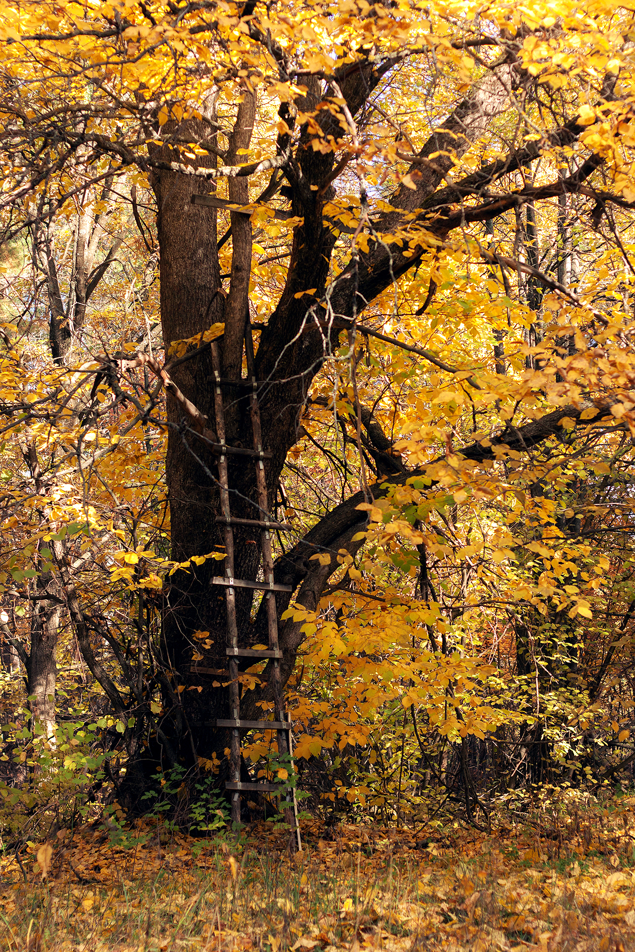 Guard post of the forest elves of Tatarstan - My, Forest, Autumn, Elves, Lord of the Rings, Canon